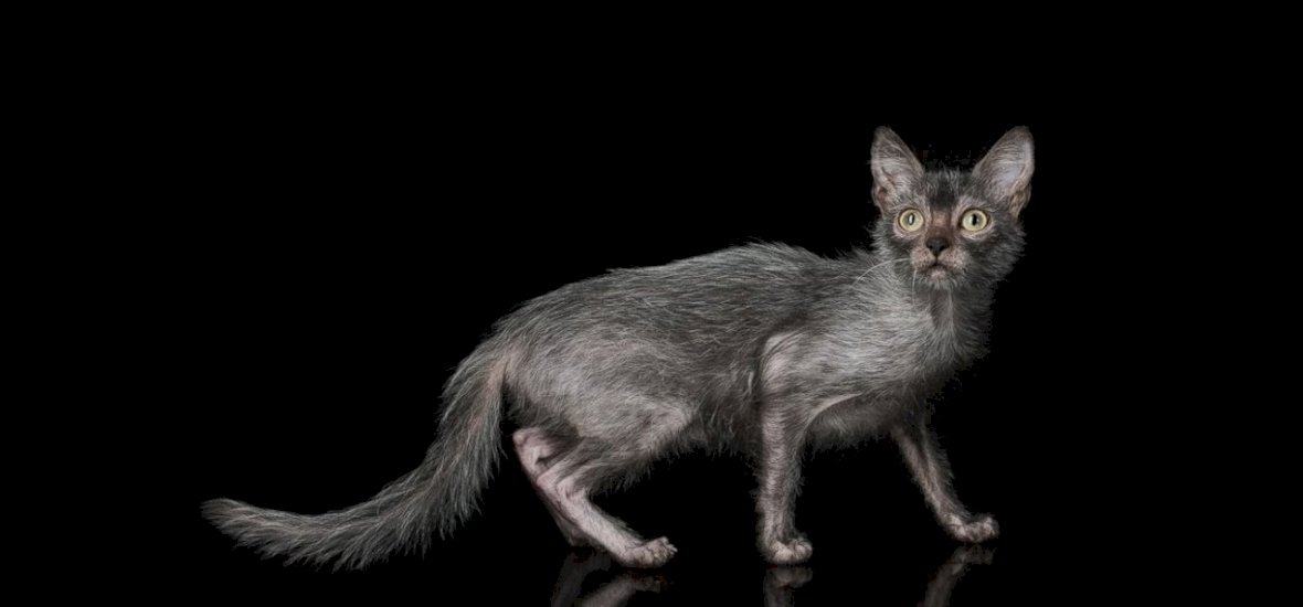 Kvíz: tényleg létezik vérfarkas kinézetű mutáns macskafajta? Meg fogsz lepődni, nagy cica-kvíz meglepetésekkel